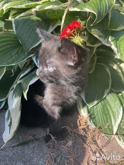 Котенок