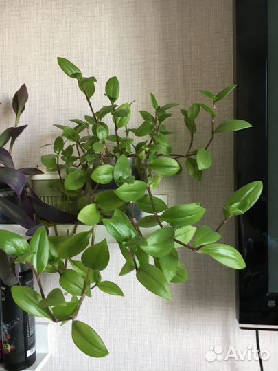 Комнатные растения традесканция