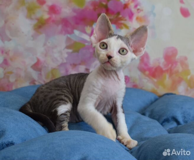 Котик Devon Rex