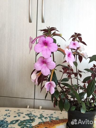 Ахименес розовый