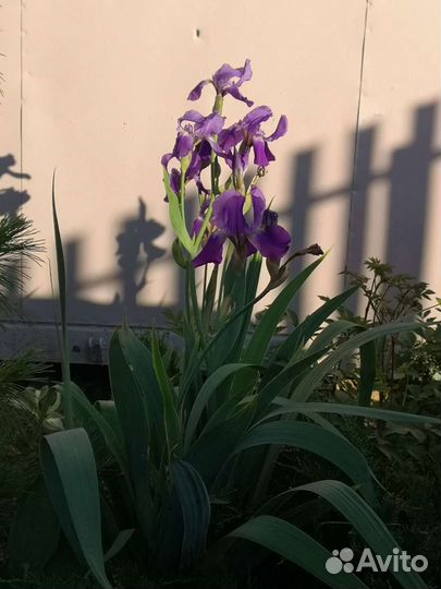 Ирис сибирский