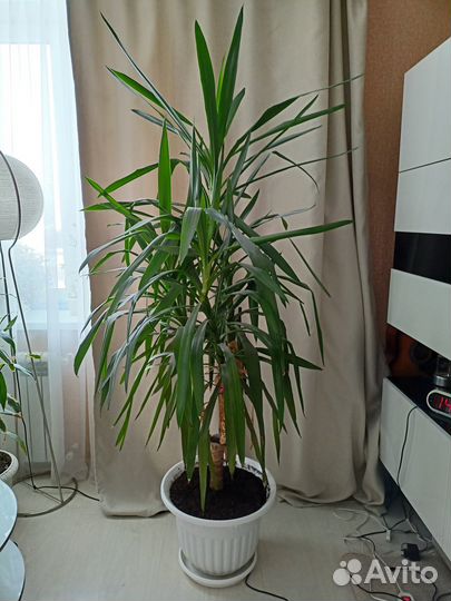 Комнатное растение юкка