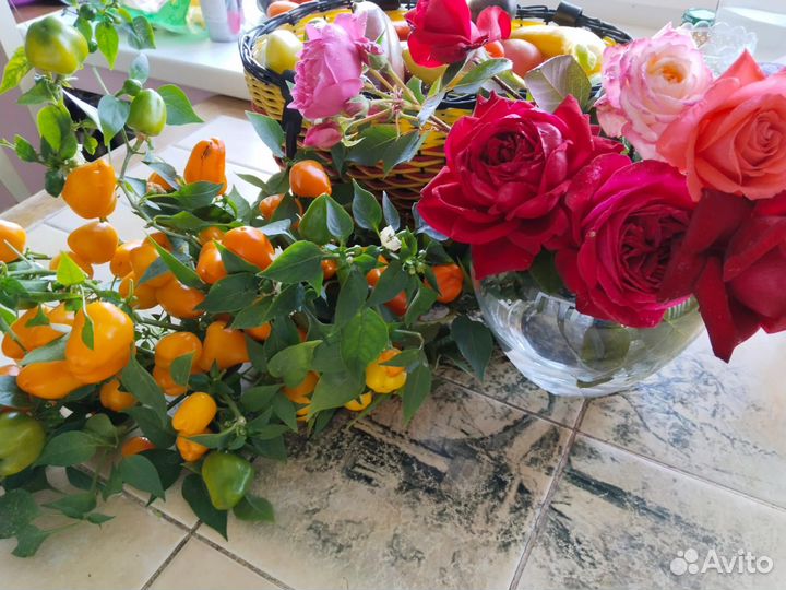 Семена сладкого перца мини