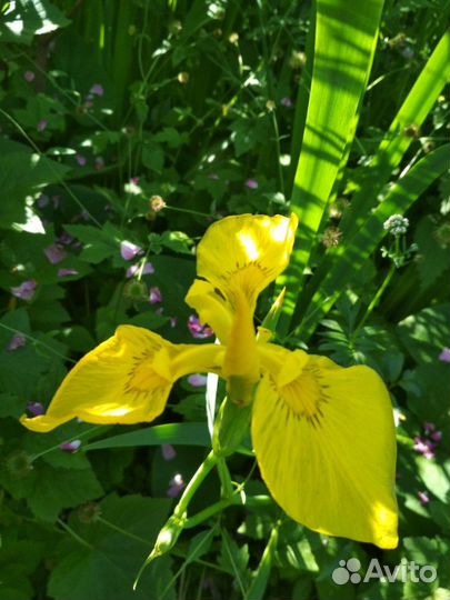 Ирис сибирский