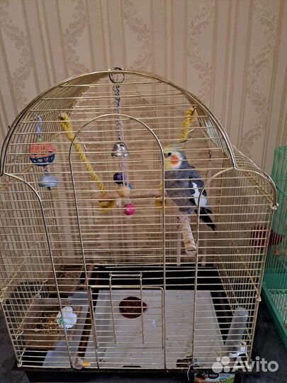 Попугай корелла с клеткой