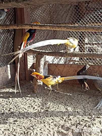 Павлины, фазаны, декоративные утки