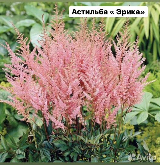 Астильба Эрика