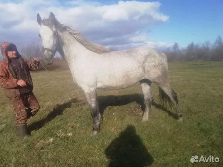 Кобыла Орловской рысистой породы и два жеребенка