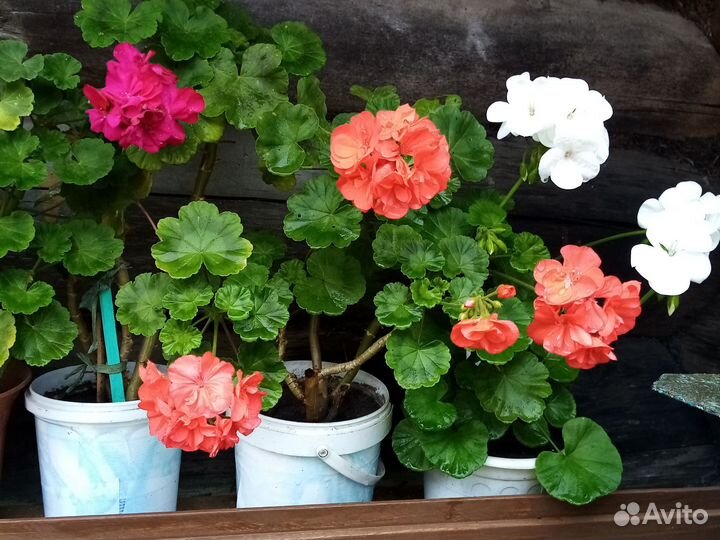 Комнатные цветы