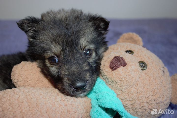 Щенки в добрые руки