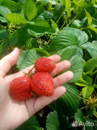 Рассада клубники