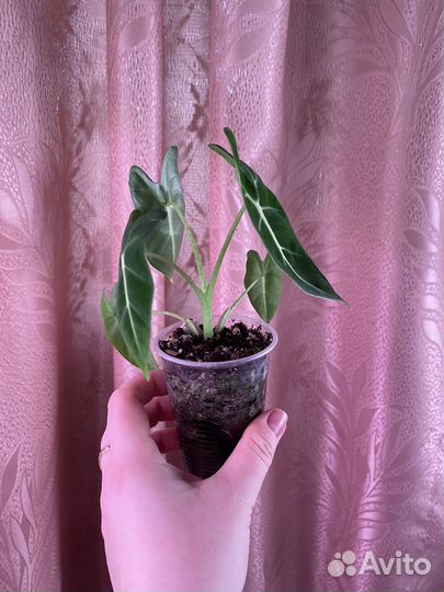 Alocasia micholitziana