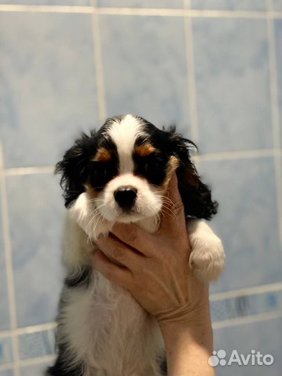 Кавалер кинг чарльз спаниель