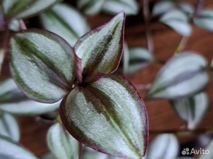 Традесканция триколор, роза