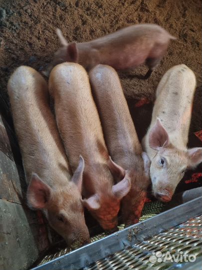 Поросята ландрас дюрок