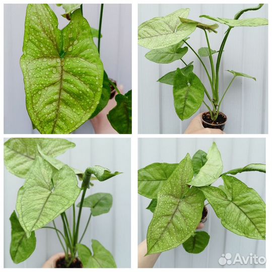 Сингониумы