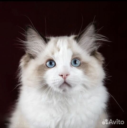 Рэгдолл котик Том