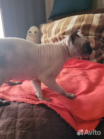 Канадский сфинкс Эльф