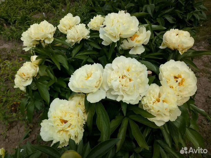 Пион Санни Гёрл