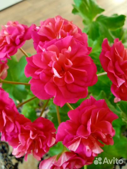 Пеларгония герань сортовая, фото свои