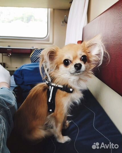 Вязка кобель чихуахуа