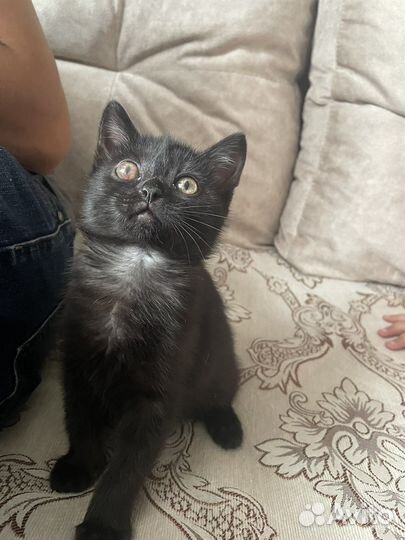 Кошка