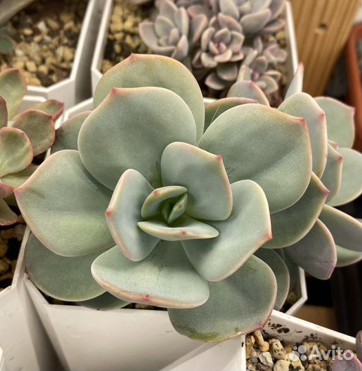 Суккуленты, эхеверия