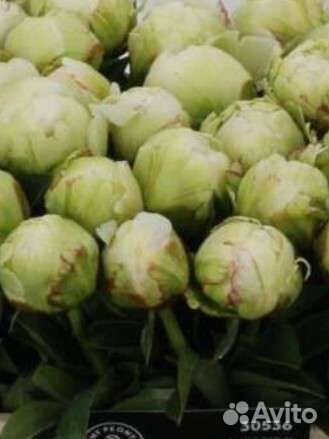 Пионы и Ито пионы жёлтые и не только