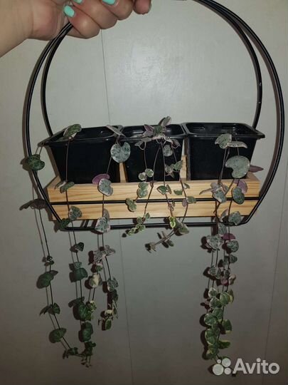 Церопегия вуду вариегатная