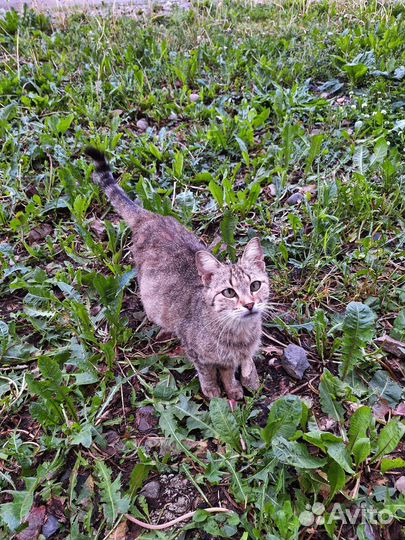 Кошечка Соня