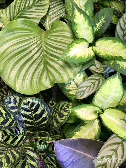 Калатея Орбифолия и Зебрина