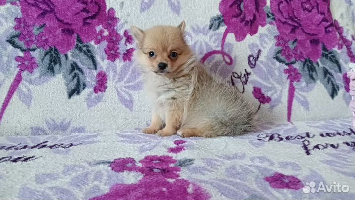 Очаровашка