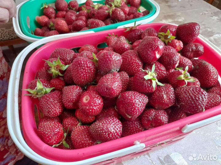 Клубника свежая