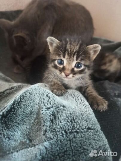 Кошки в добрые руки бесплатно