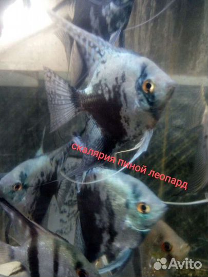 Рыбы аквариумные