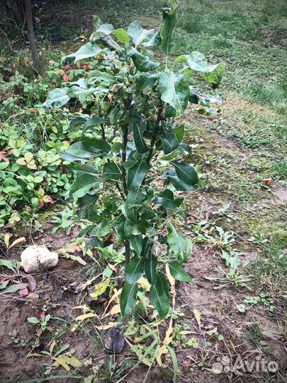 Колоновидные деревья