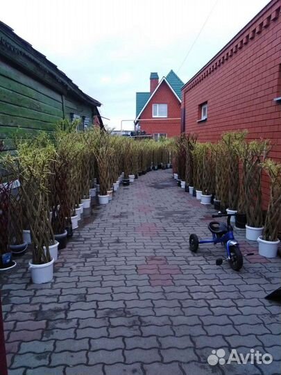 Ива плетёная пальма