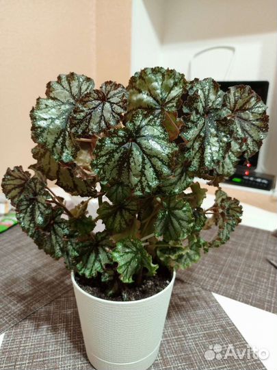 Бегония Кейн 