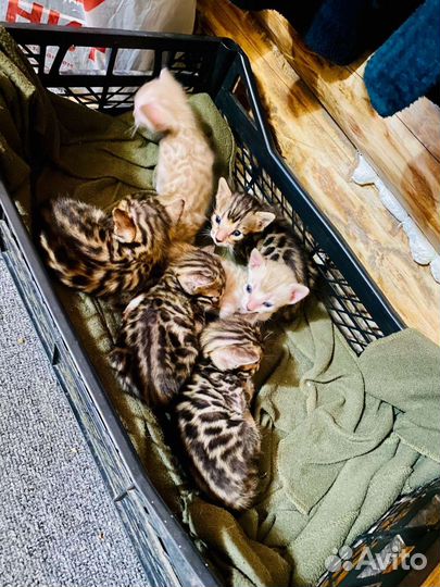 Бенгальские котята