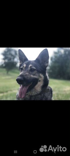 Собака из приюта