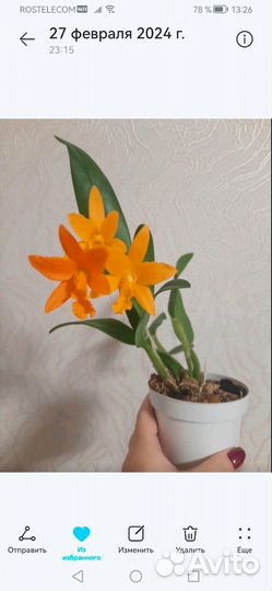 Орхидея Каттлея