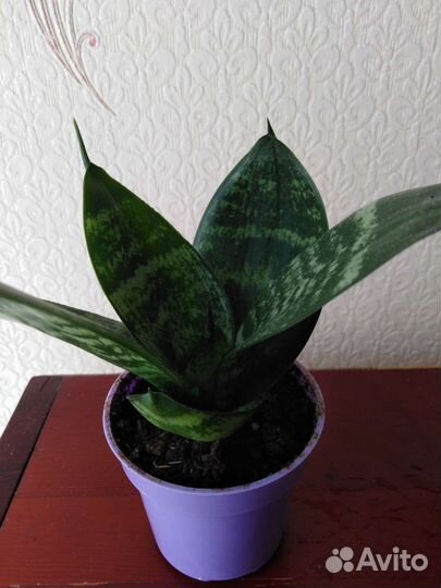Сансевиерия ханни
