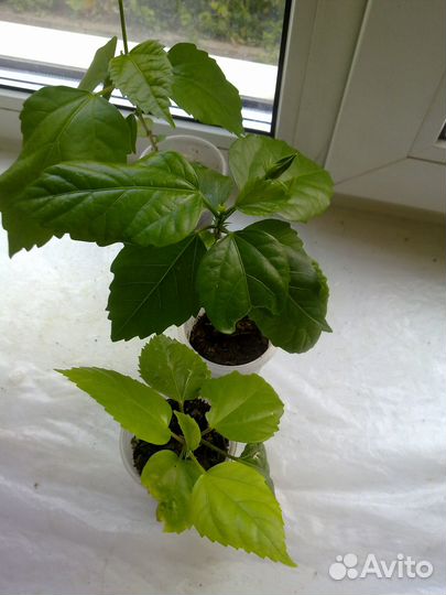 Китайская роза махровая пурпурная.с бутоном