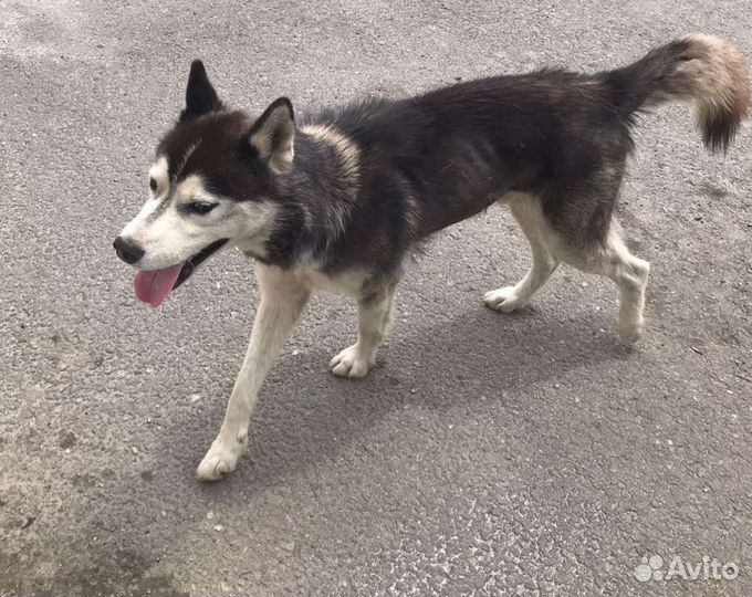 Сибирский хаски