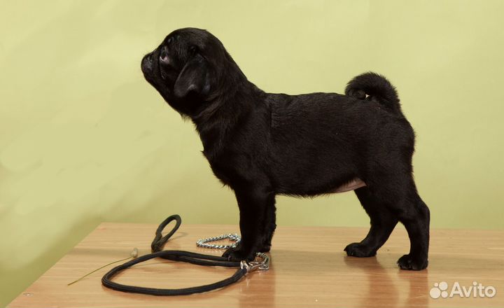 Щенок мопса (девочка)