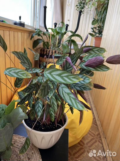 Марантовые