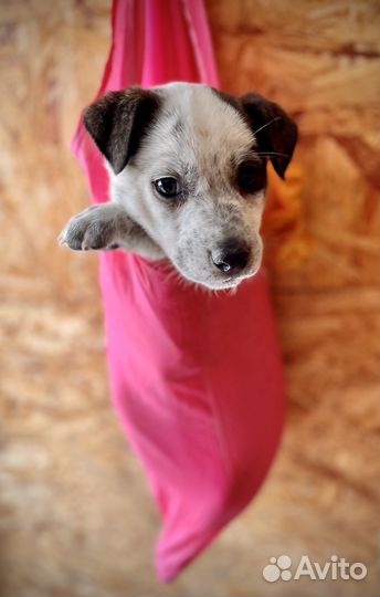 Щенки в добрые руки