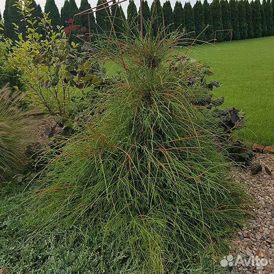 Туя западная 