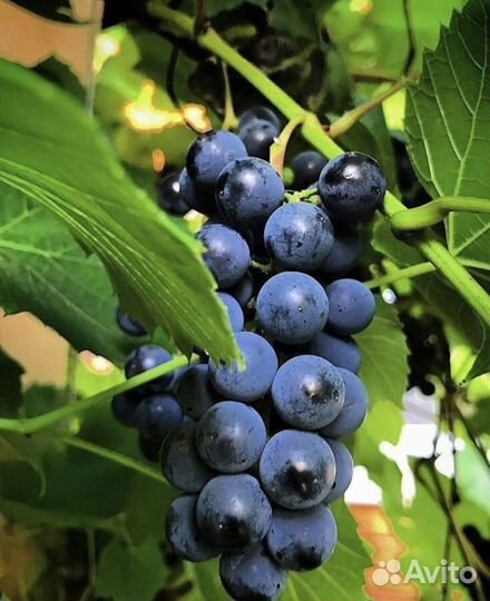 Домашний виноградный сок