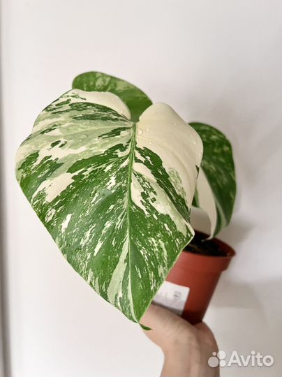 Монстера вариегатная альба